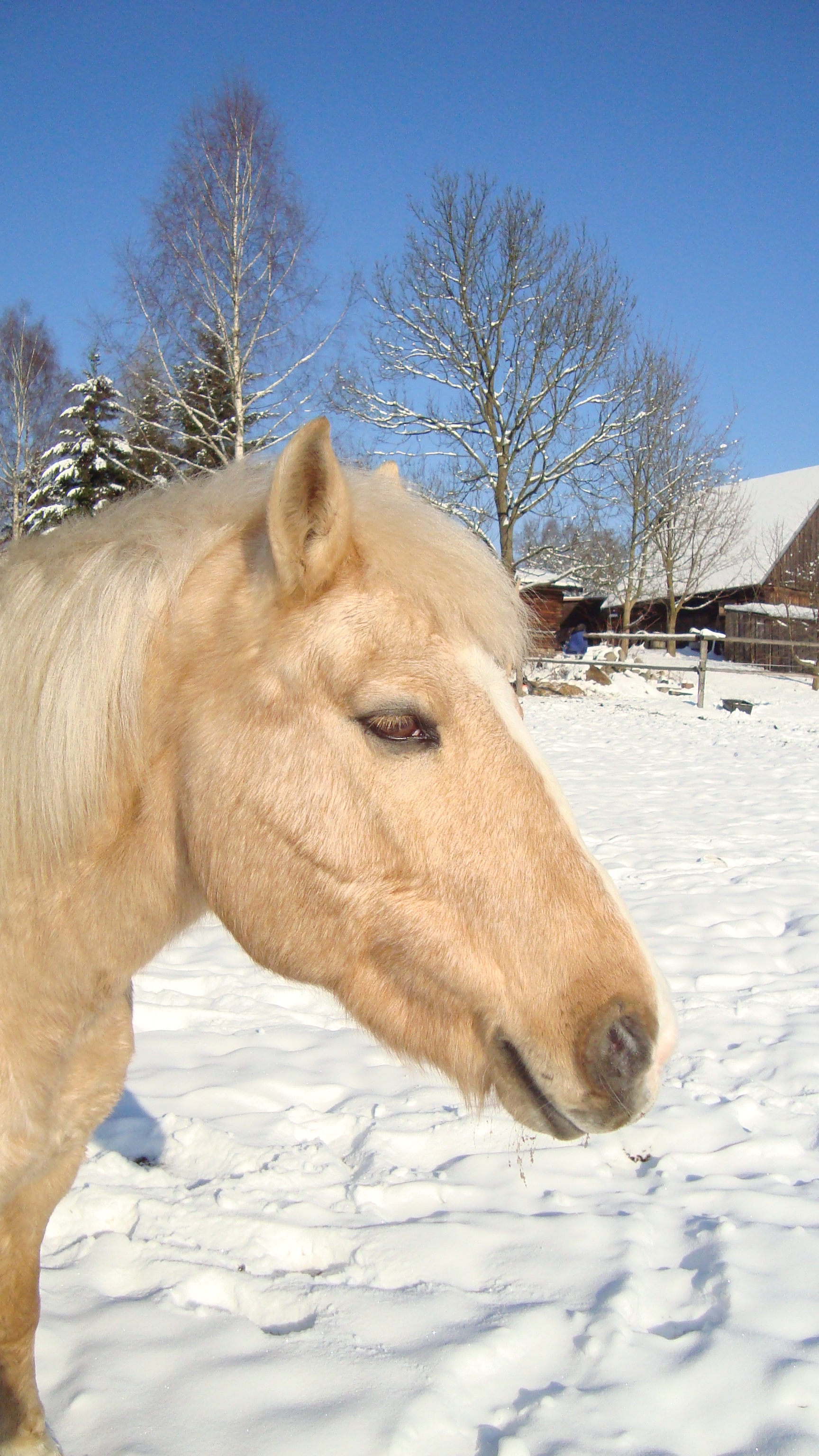 Koně 2010 008